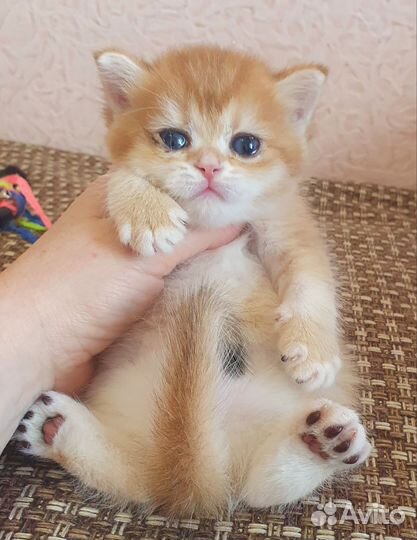 Золотые шиншиллки)