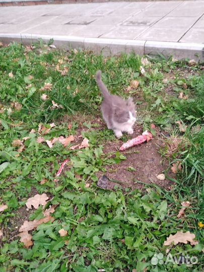 Котята в добрые руки бесплатно