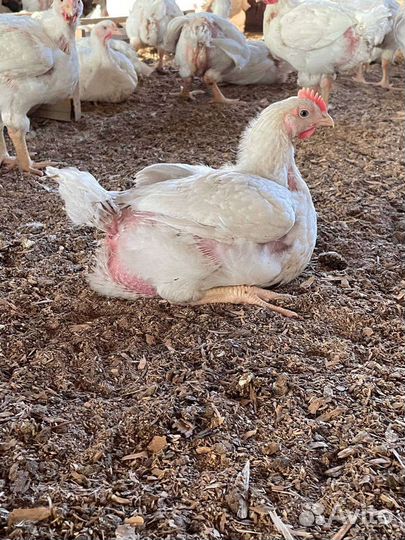 Индюшата, индюки, гусята, бройлер