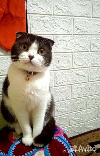 Скотиш фолд