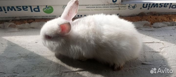Декоративные кролики