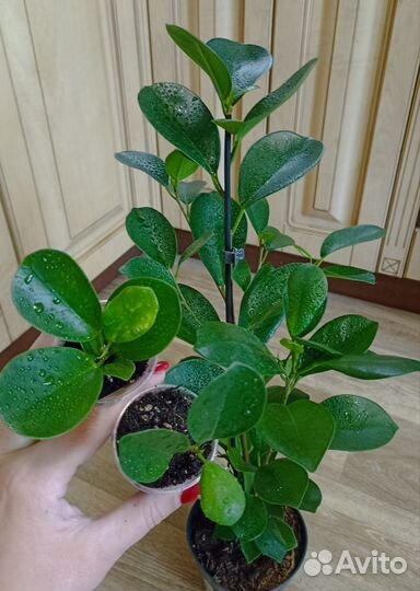 Фикус Микрокарпа Мокламе