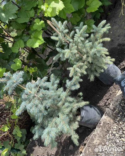 Голубая красавица Глаука Мисти Блю