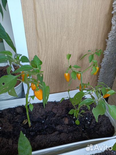 Семена острого перца