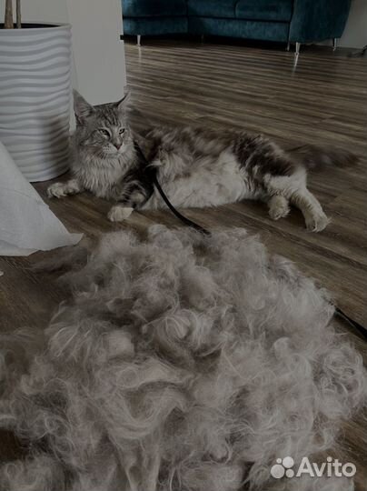 Груминг (выезд на дом )