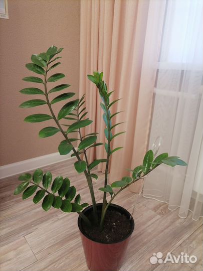 Замиокулькас