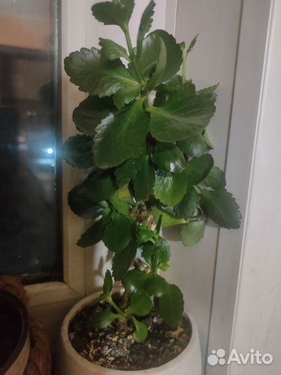 Комнатные цветы каланхоэ