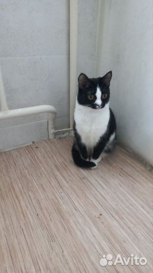 Кошка в дар