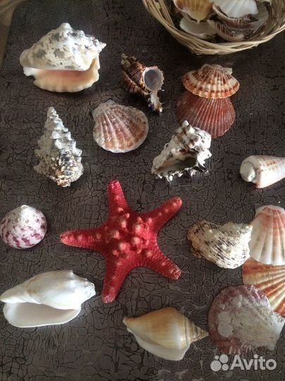 Ракушки морские