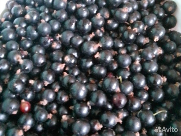 Черная смородина