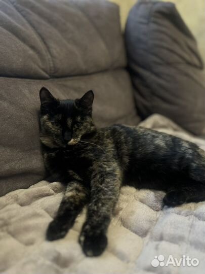 Отдам котенка в добрые руки