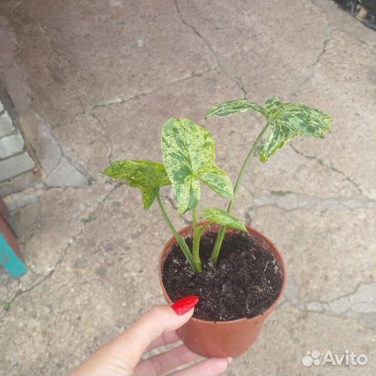 Сингониум моттлед