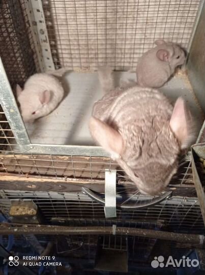 Ферма шиншиллы