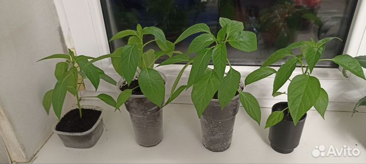 Перец комнатный острый