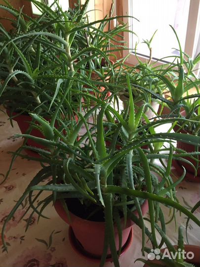 Продам комнатные растения
