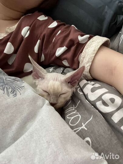 Кот девон-рекс(6мес.)