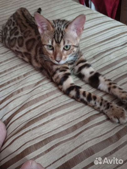 Бенгальская кошка