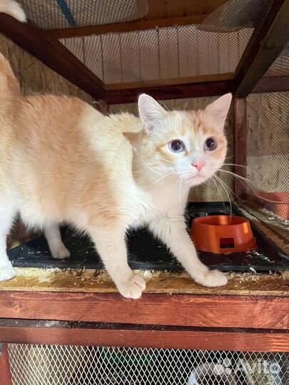 Кот ищет дом