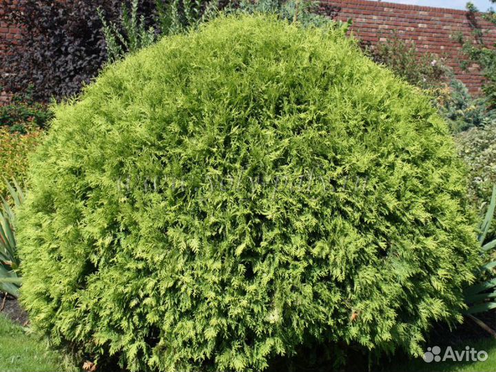 Туя западная шаровидная