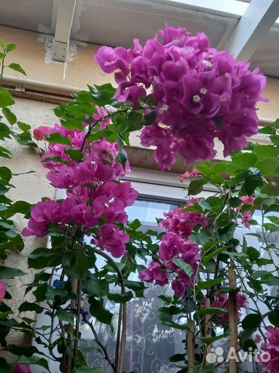 Бугенвиллия