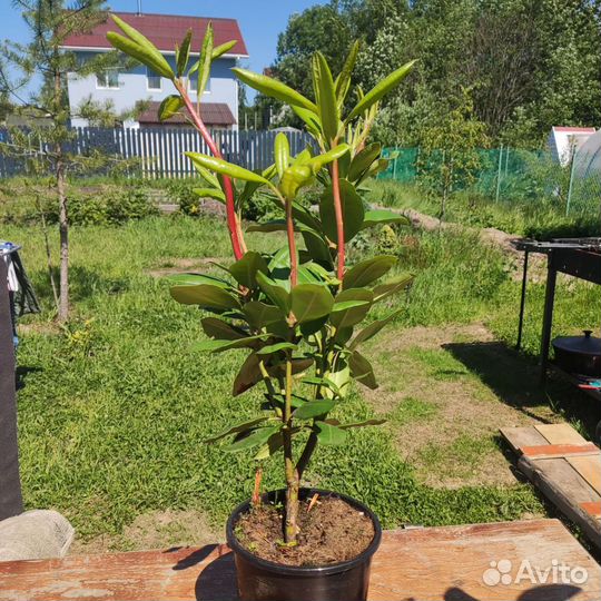 Рододендрон Нова зембла