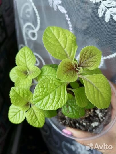 Продам цветочки