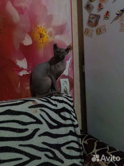 Канадский сфинкс эльф