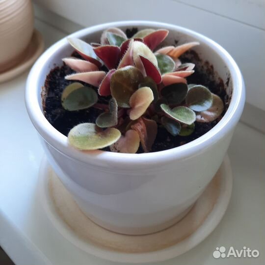 Фиалки цветы