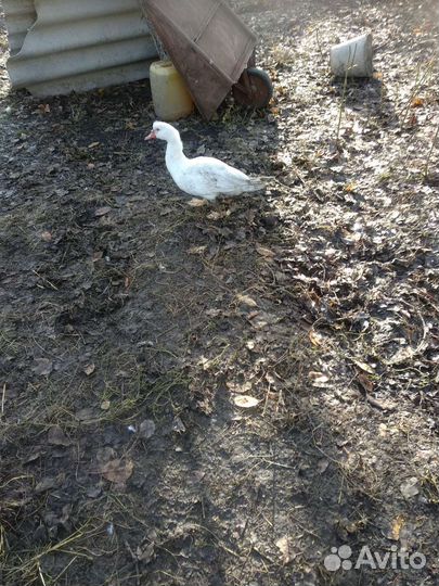 Индоутки живьём