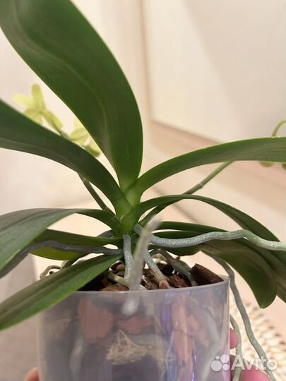 Орхидея фаленопсис