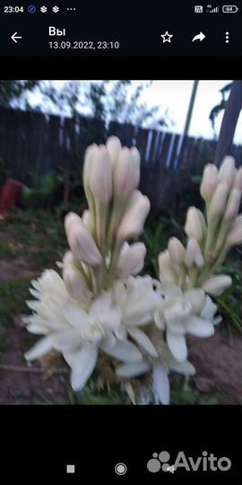 Тубероза полеантес