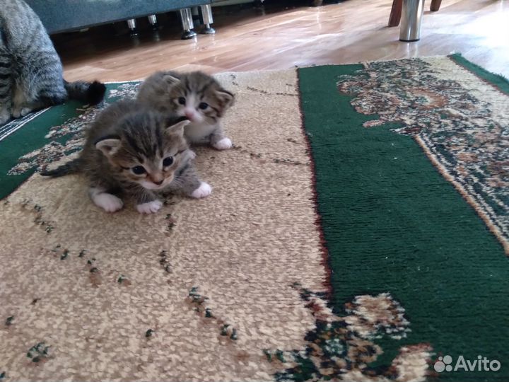 Отдам котят в добрые руки