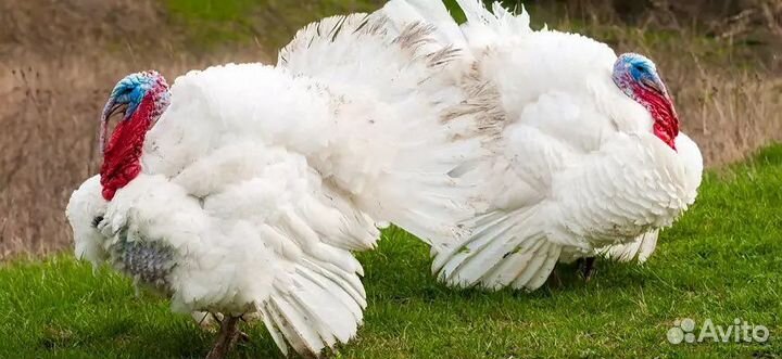 Индюшата (индюк)