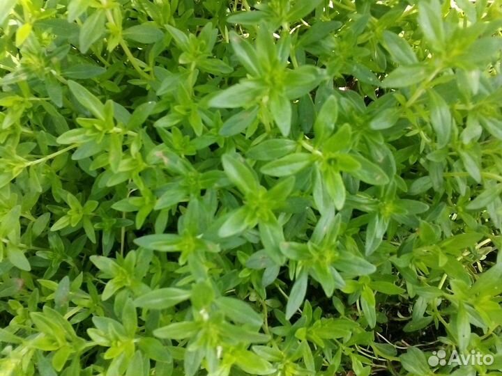 Чабрец кустовое растение