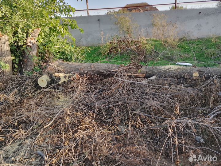 Дрова бесплатно