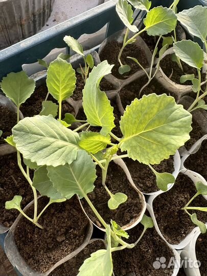 Рассада капусты