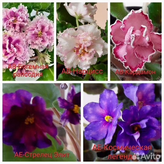 Фиалки (детки, стартеры)