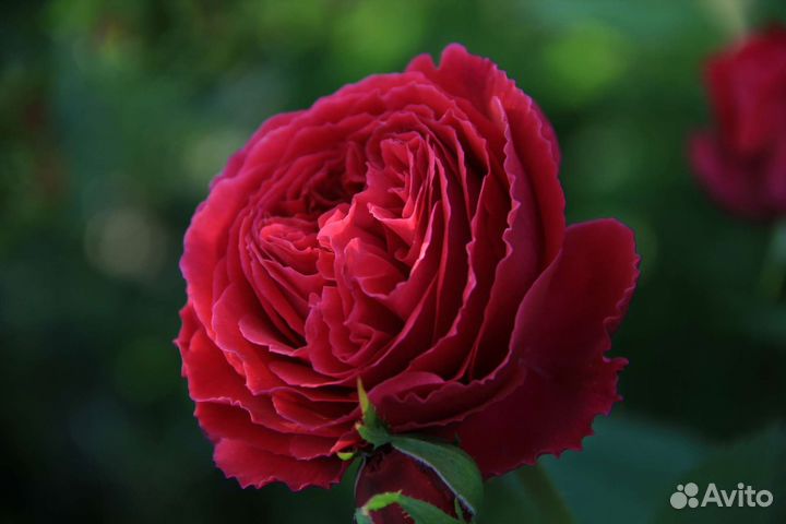 Canon EF-S 17-85mm 1:4-5.6 IS USM