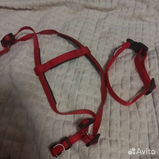 Ошейник и шлейка для собак