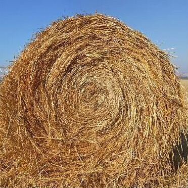 Продам сено в рулонах