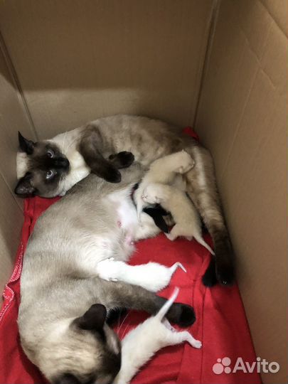 Сиамские котята