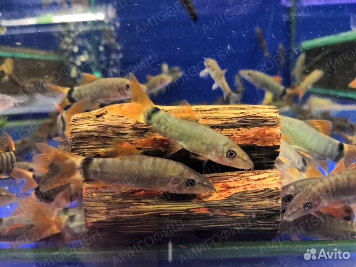 Боция Модеста (Yasuhikotakia modesta)