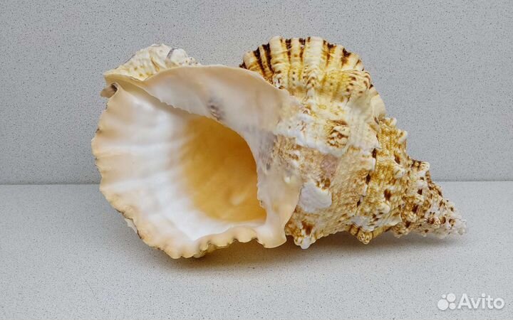 Бурса Буба 27,6 морская ракушка раковина