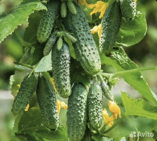 Яблоки, Томатный сок, Огурцы, Помидоры