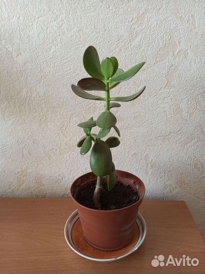 Толстянка (Денежное дерево)