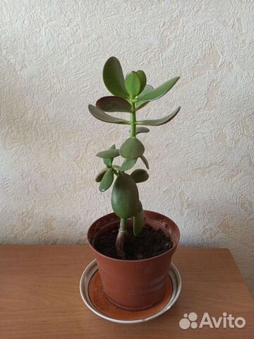 Толстянка (Денежное дерево)