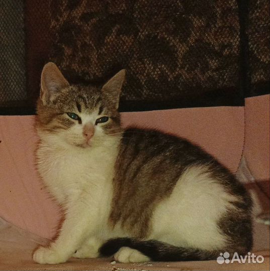 Котёнок