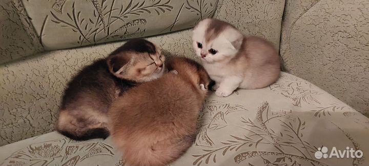 Котята