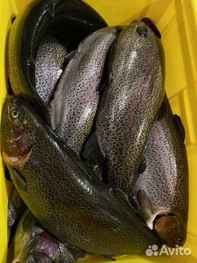 Форель свежая, икорная в октябре пл. Мужества