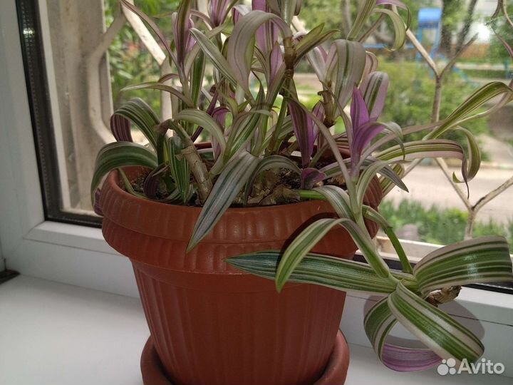 Традесканция трёхцветная